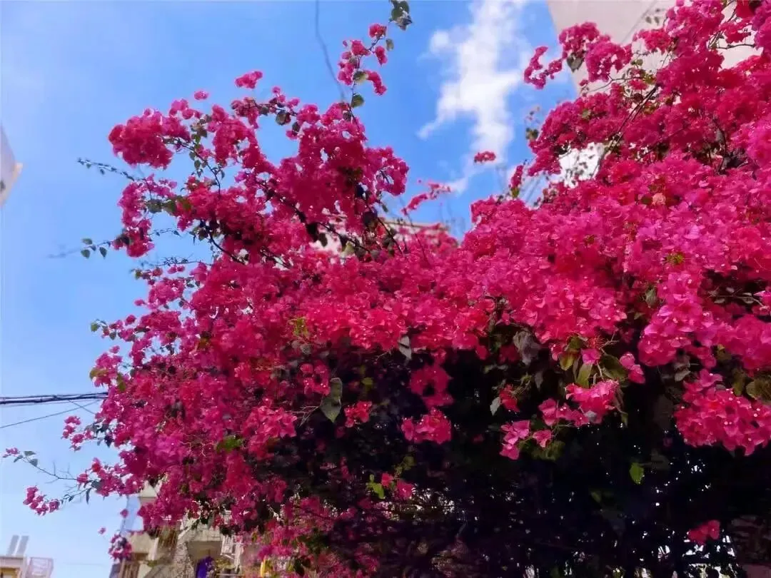 广东中山市2026届高三模拟测试(二)语文试题 第1张