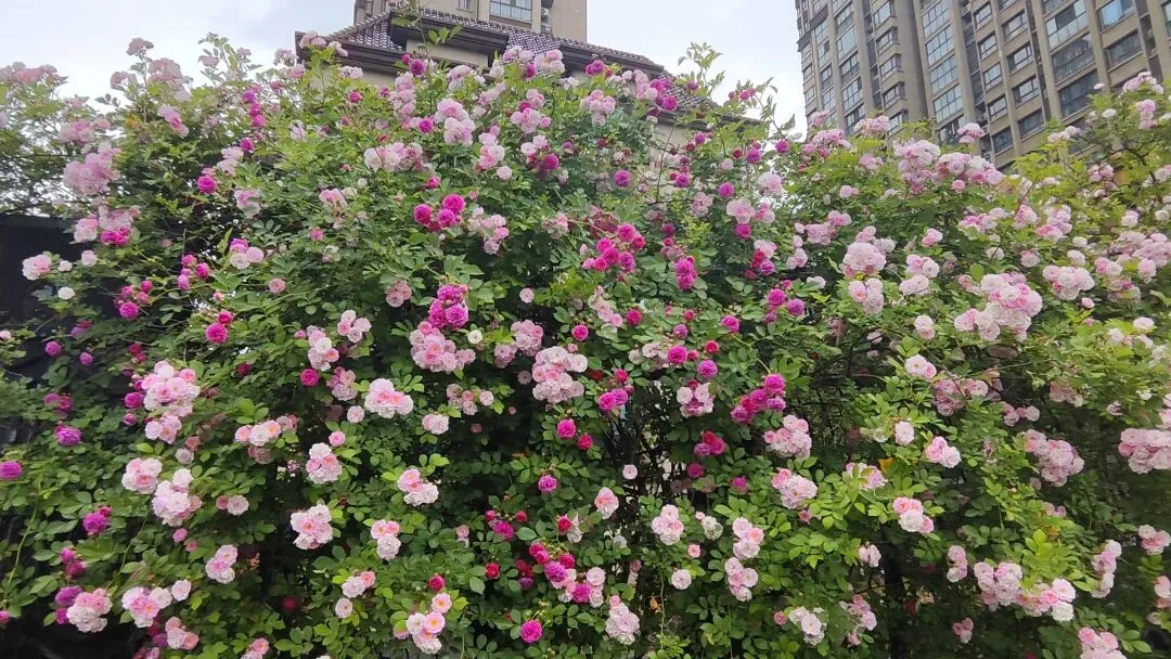 初中生感冒遇期中考,允许弃跑800米,有错吗? 第1张