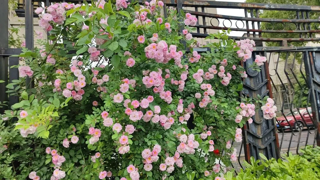 初中生感冒遇期中考,允许弃跑800米,有错吗? 第2张