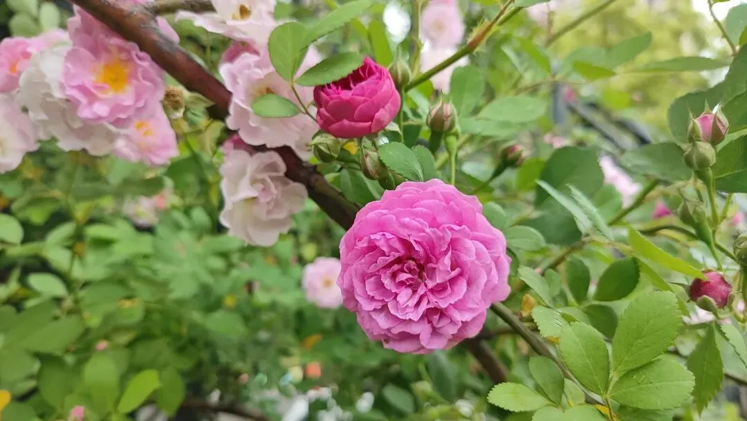 初中生感冒遇期中考,允许弃跑800米,有错吗? 第3张