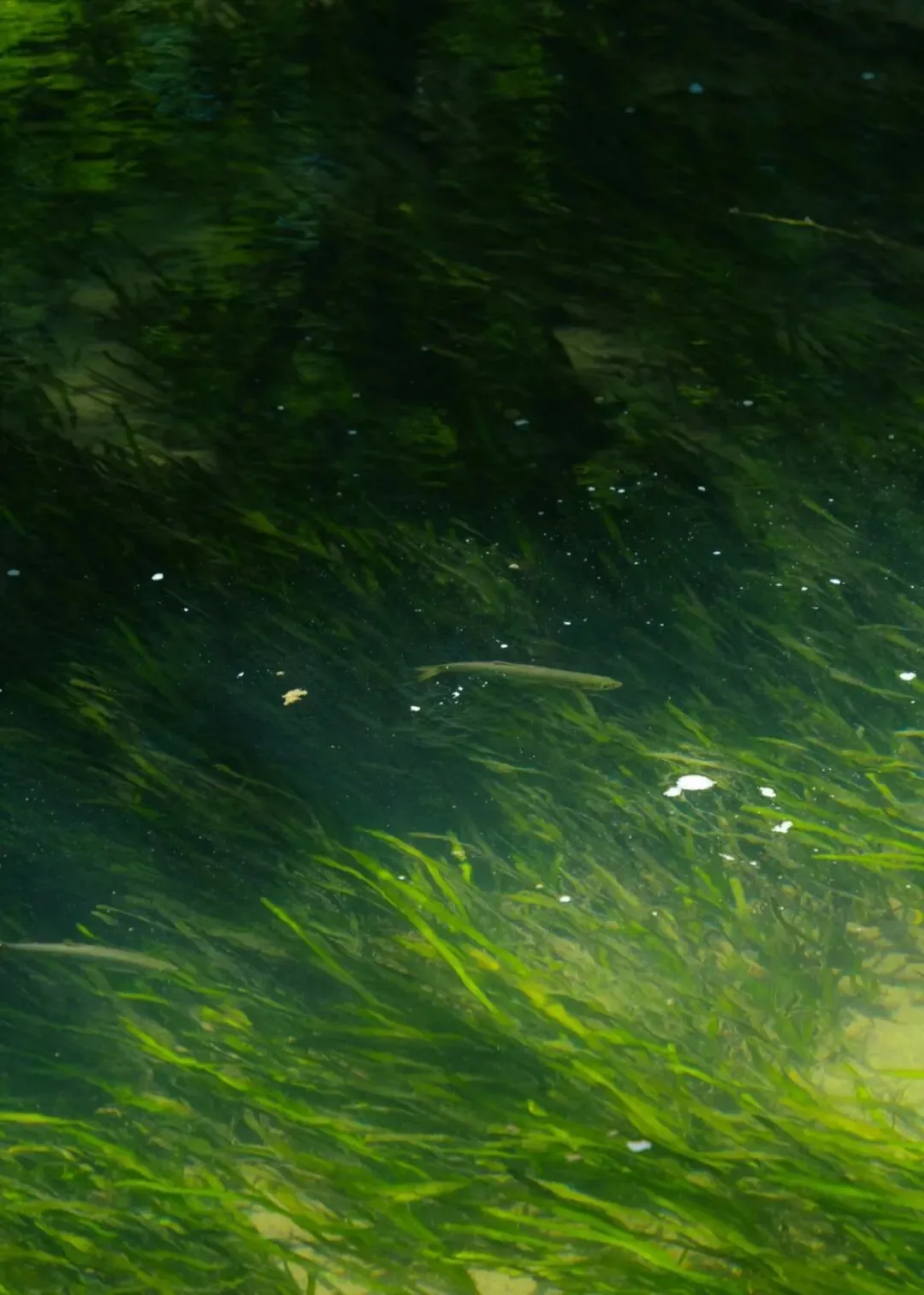 中考成长高分范文素材:瞧,他们!成长文的立意如何突破? 第2张