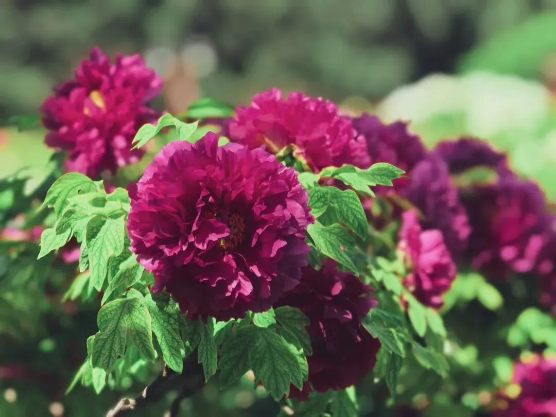 2026年海淀区初三一模语文试卷 第11张