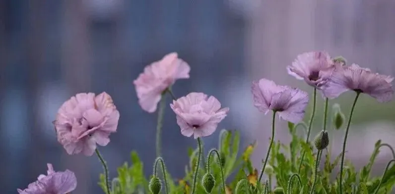 【中考作文】2026年上海市初三二模作文题目新变化分析(个人分析) 第6张