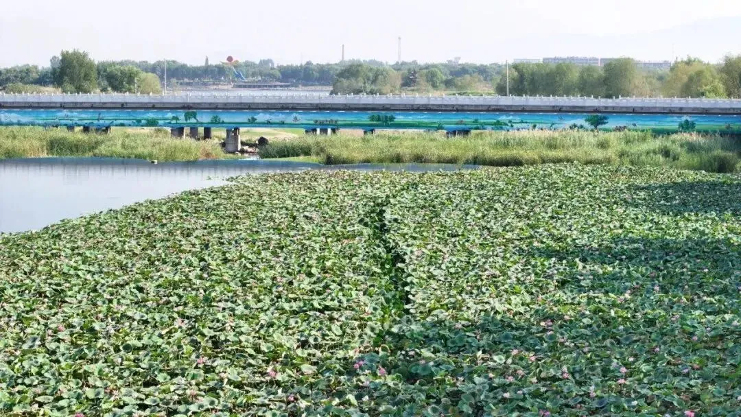 我突然意识到:异乡漂泊的游子终究要做的试卷是一份返乡的空白卷 第2张