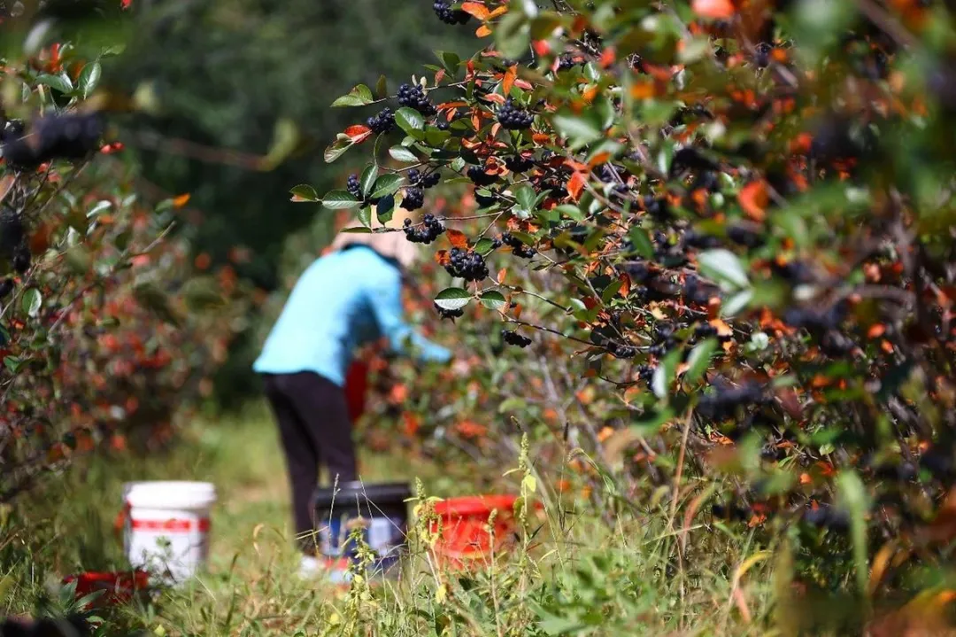 我突然意识到:异乡漂泊的游子终究要做的试卷是一份返乡的空白卷 第3张