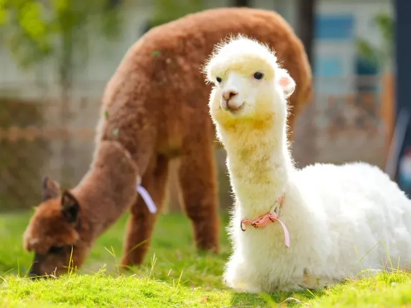 2026中考丨南京师范大学附属实验学校校长刘建:为人的成长创造最大空间 第71张