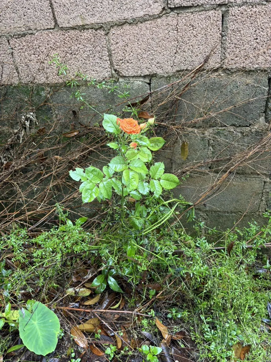 ||中考倒计时50天 家长会 第5张