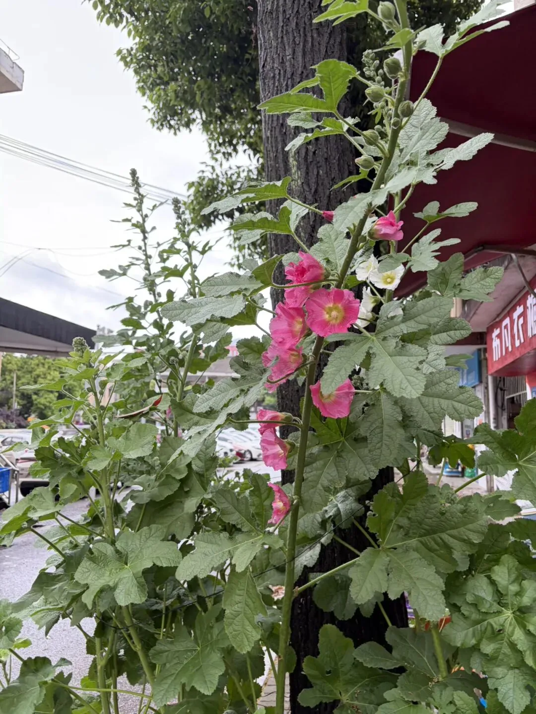 ||中考倒计时50天 家长会 第6张