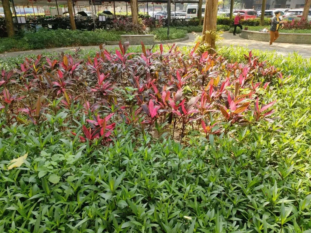 中考黄金冲刺仅剩最后时光!家长孩子牢记这三点 第1张