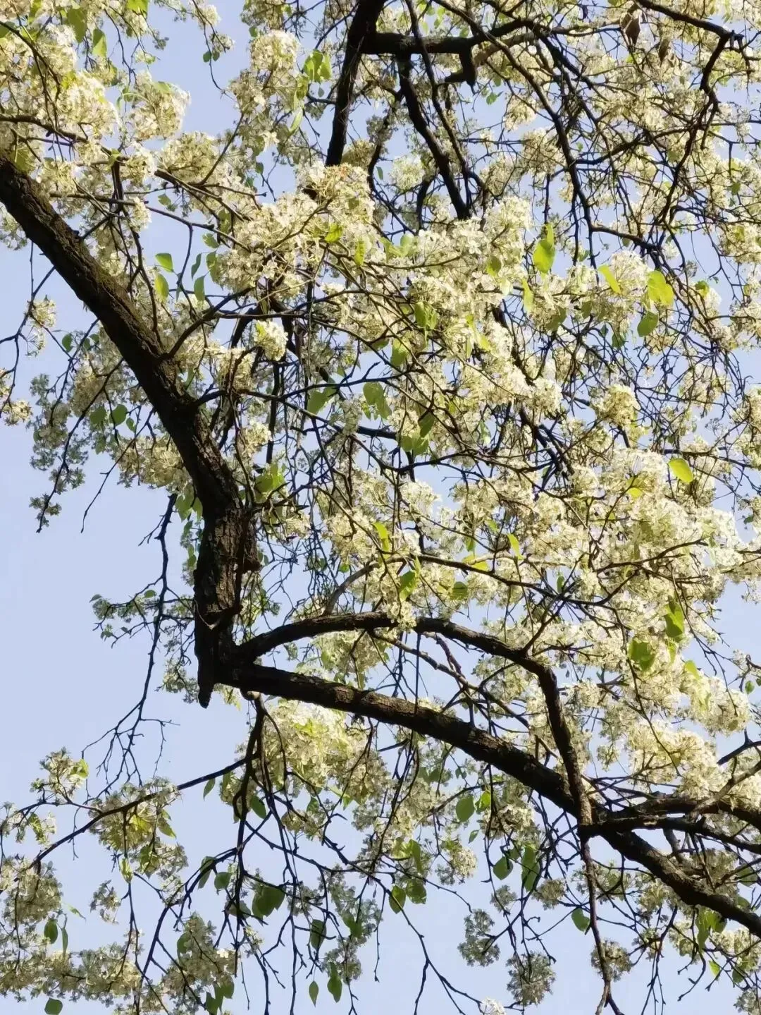 中考语文课标版古诗理解性默写 第1张