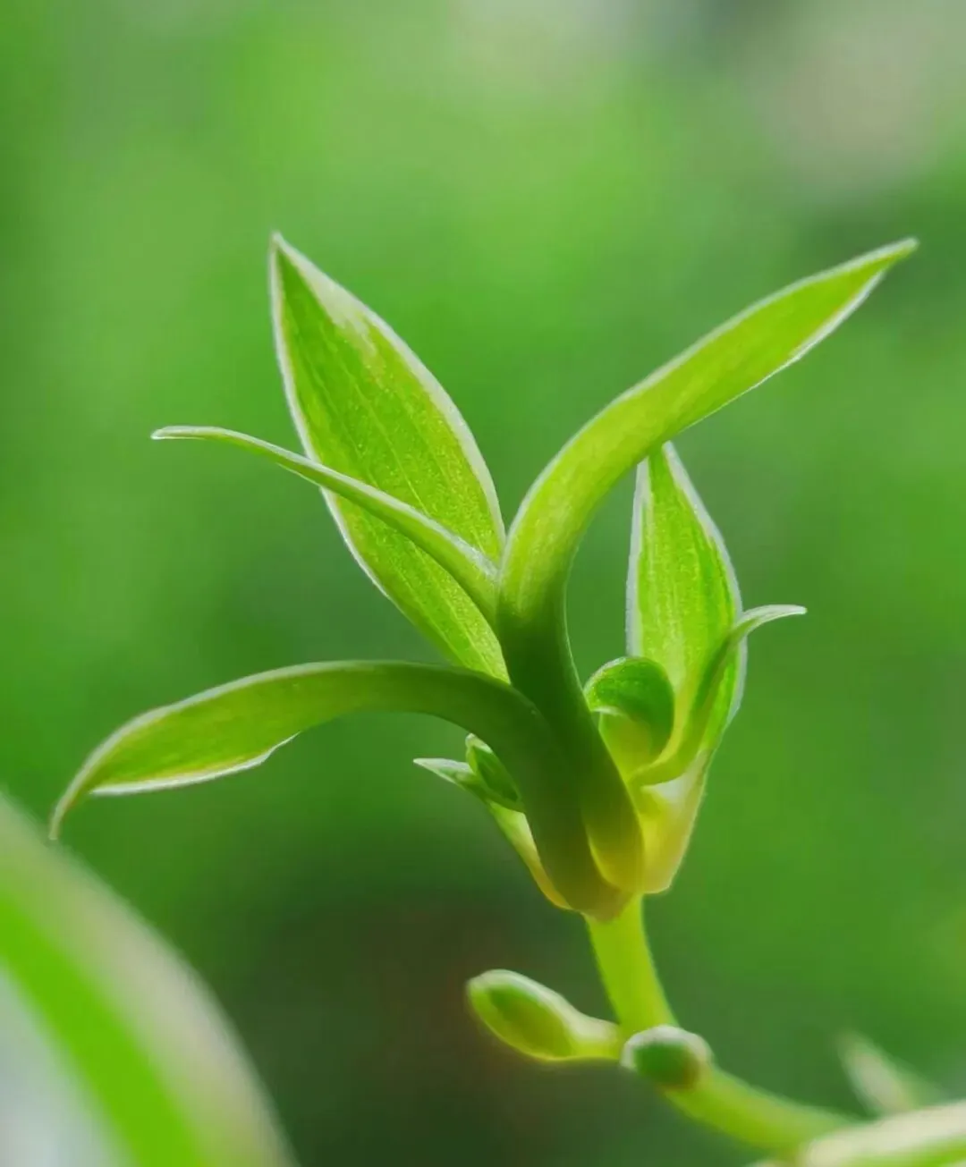 高考真题:每日两篇语法填空(可收藏备用) 第1张