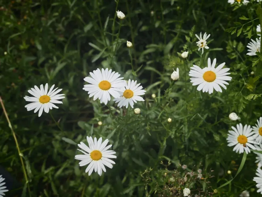 别再死磕分数了!新中考改革,拼的从来不是“刷了多少题” 第2张
