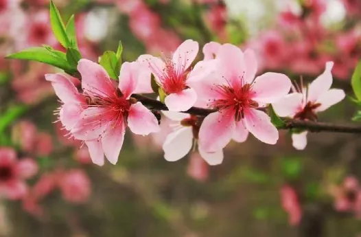 【青青草】9182名师随笔|袁瑶:中考倒计时里的无奈 第5张