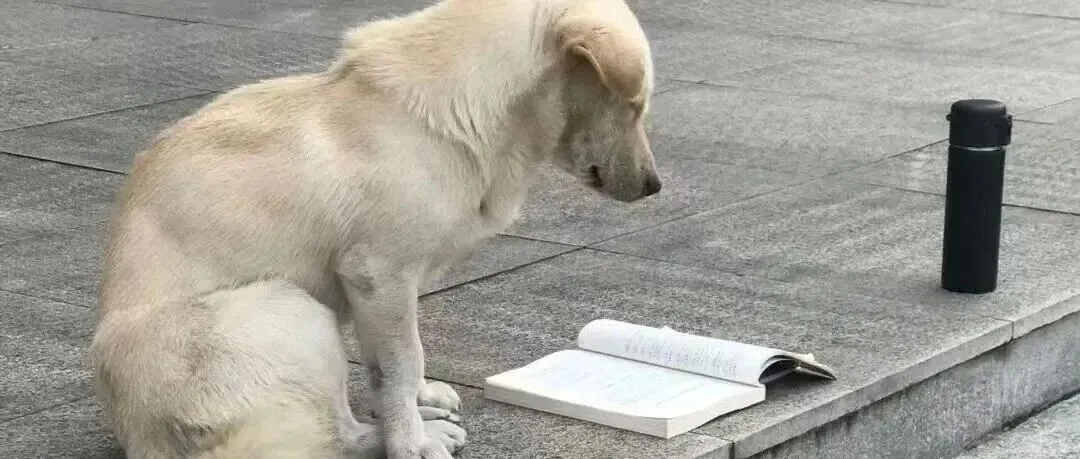 外地户口怎么在成都上学,中考和高考要回户口所在地吗?今天就来搞清楚这些问题吧! 第13张