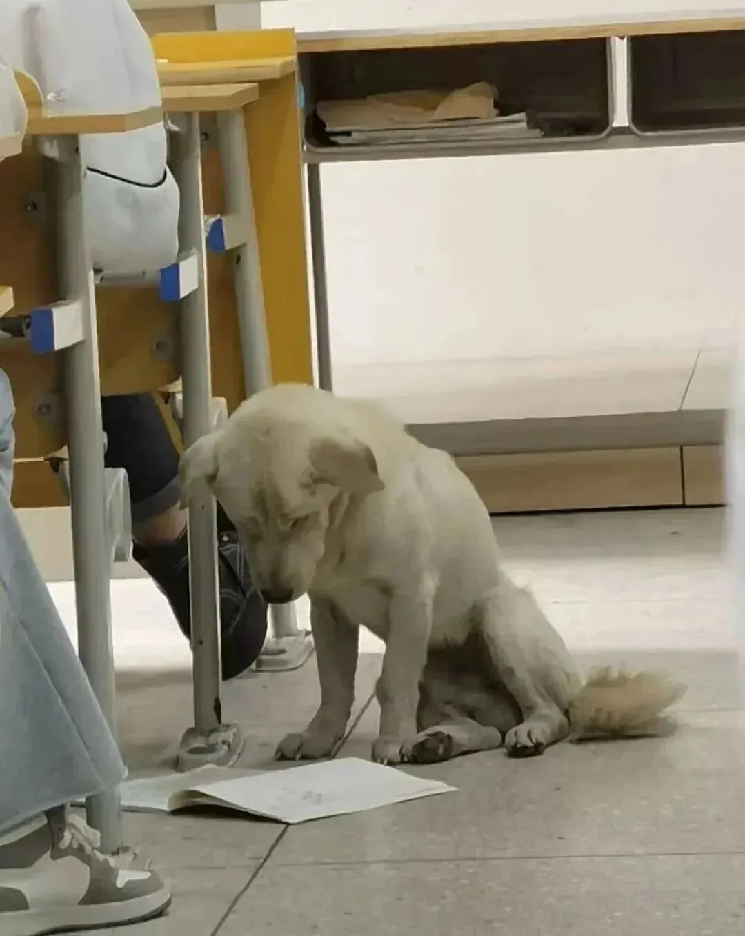 外地户口怎么在成都上学,中考和高考要回户口所在地吗?今天就来搞清楚这些问题吧! 第14张