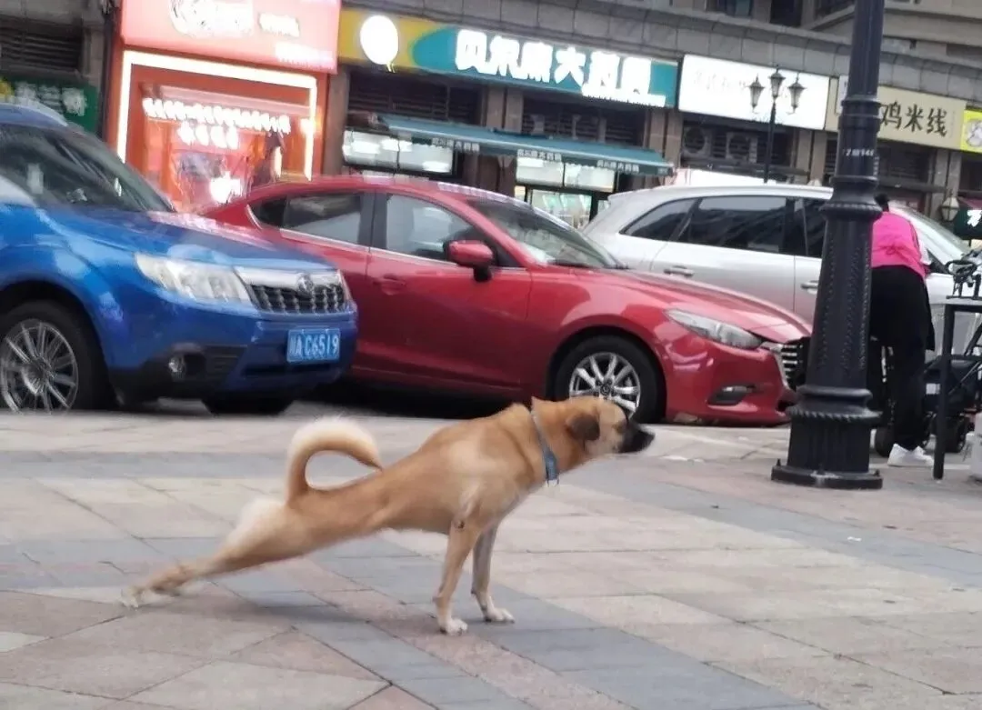 外地户口怎么在成都上学,中考和高考要回户口所在地吗?今天就来搞清楚这些问题吧! 第15张