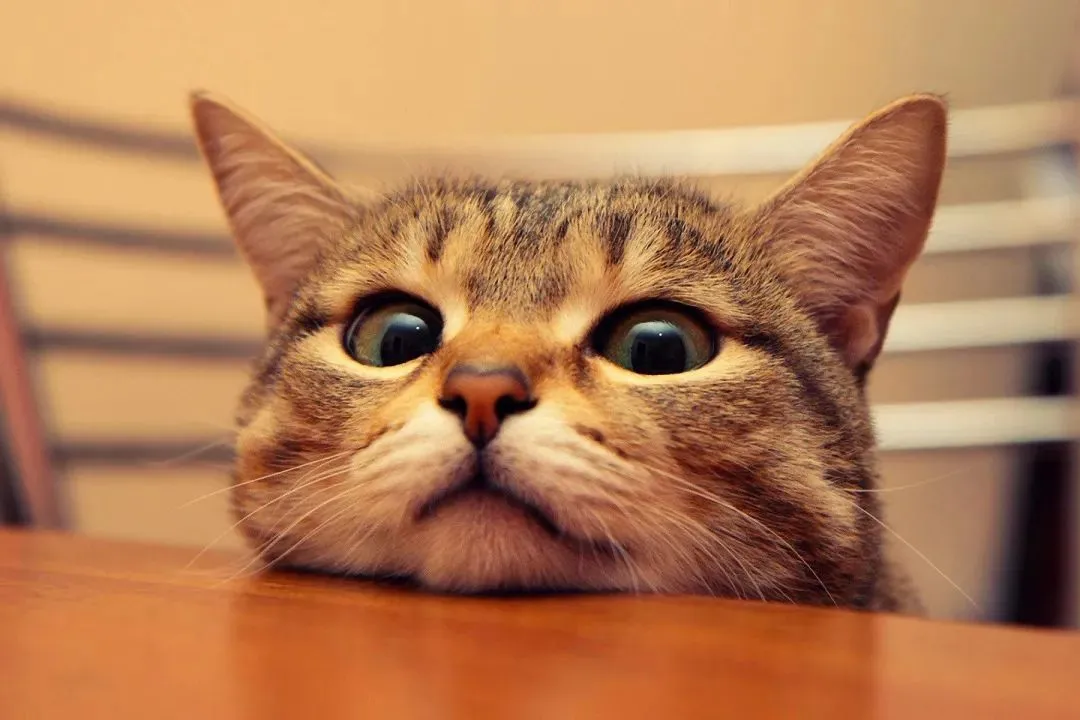 全新篇章:《为什么我的高考试卷总是白纸啊?》最新章节阅读 第5张