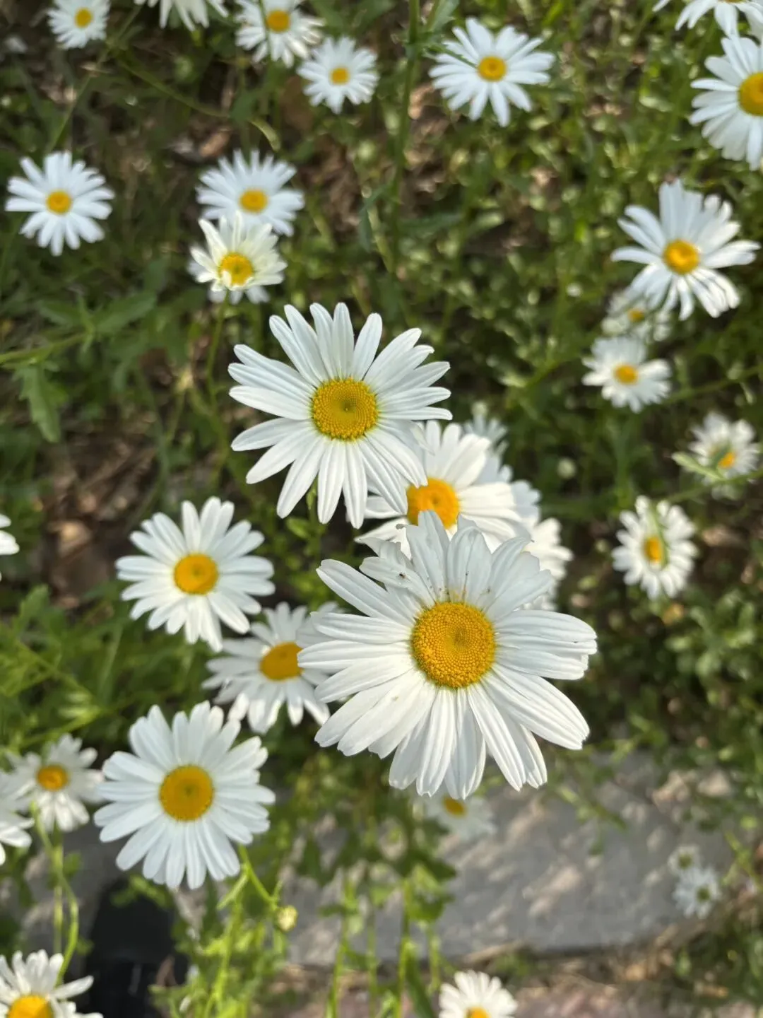 距离中考45天 第5张