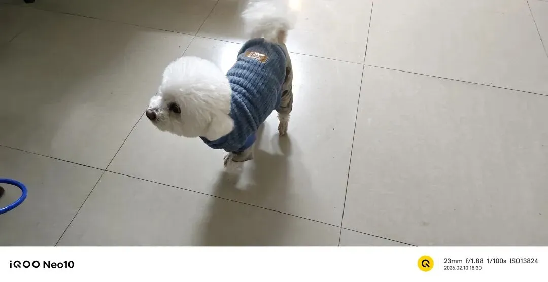 狗重要还是中考重要?现在的小孩怎么分不清孰轻孰重 第1张