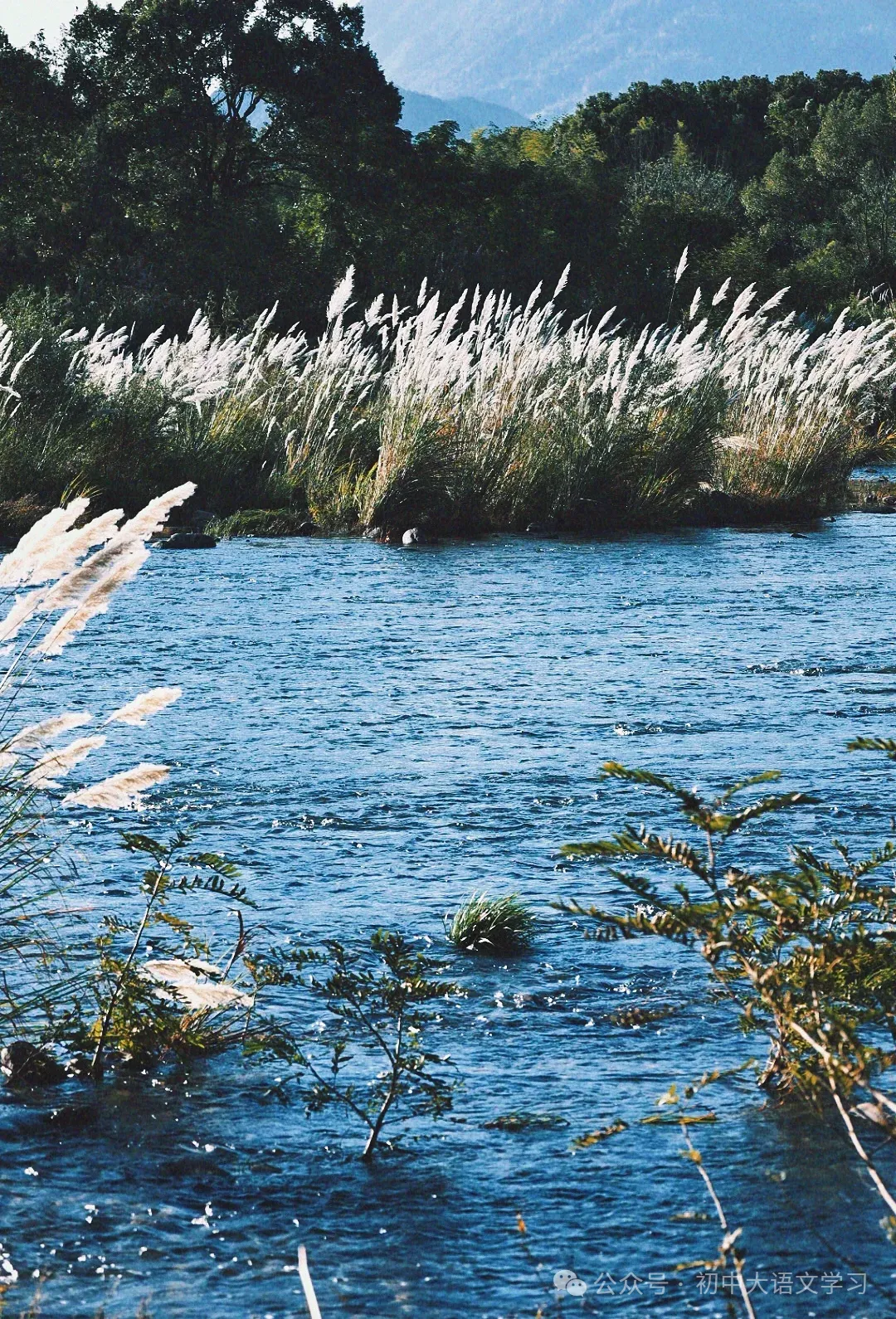【中考阅读理解题69】现代文阅读:“青少年肥胖”、章熙建《血染的名字》阅读考试题(含答案) 第2张