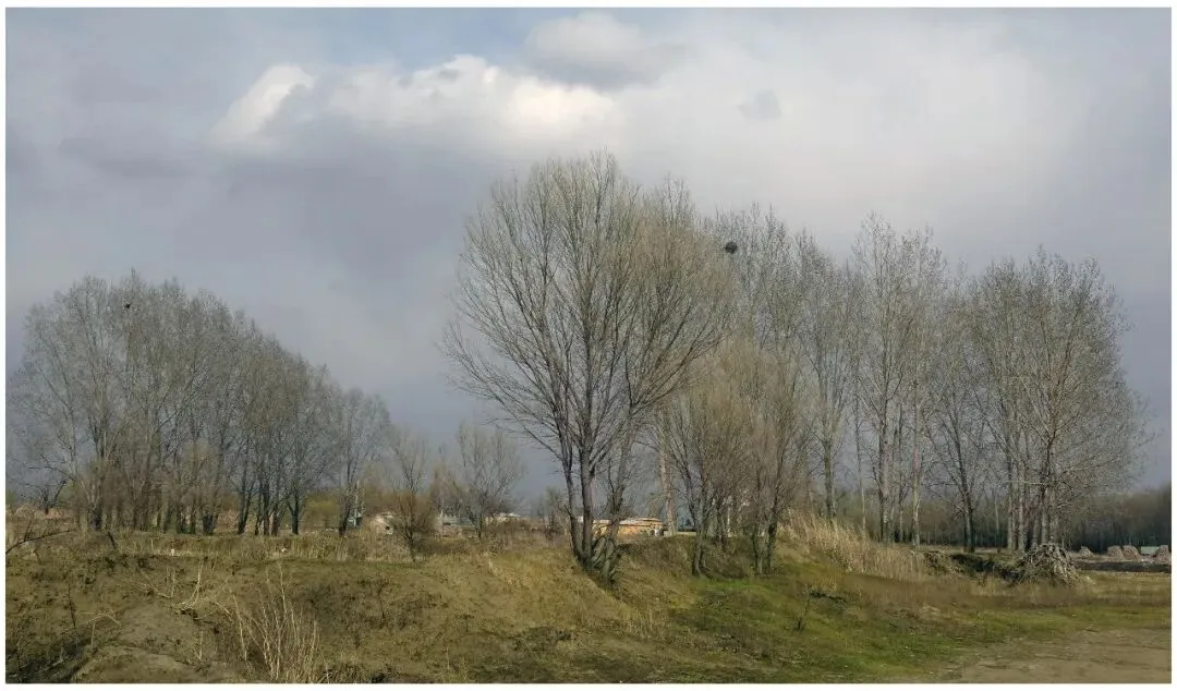 西安市铁一中学中考二模语文试题︱《野树》 第1张