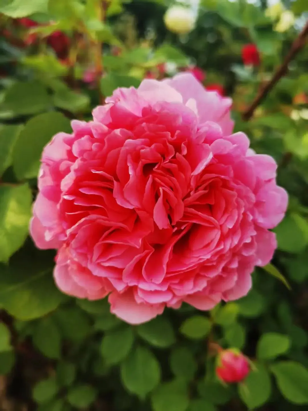 2028届高一下名校中考物理(总1246期) 第1张