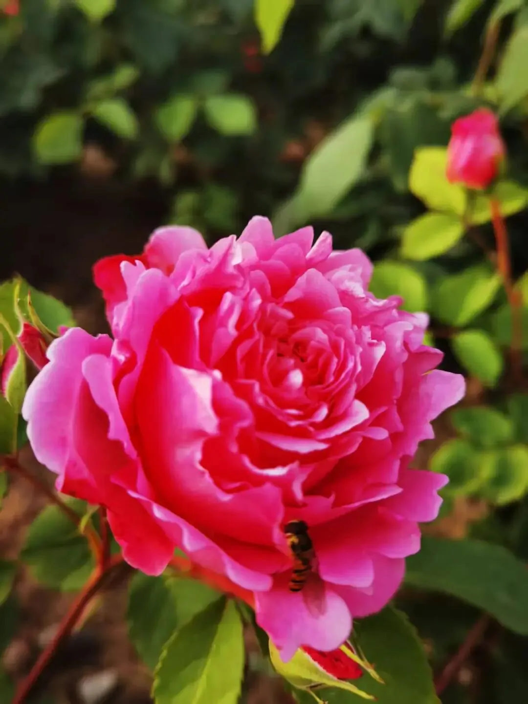 2028届高一下名校中考物理(总1246期) 第10张