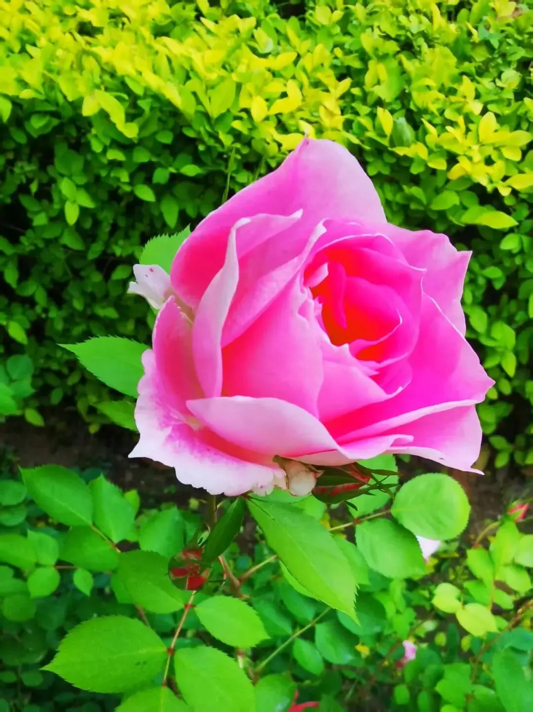 2028届高一下名校中考物理(总1246期) 第12张