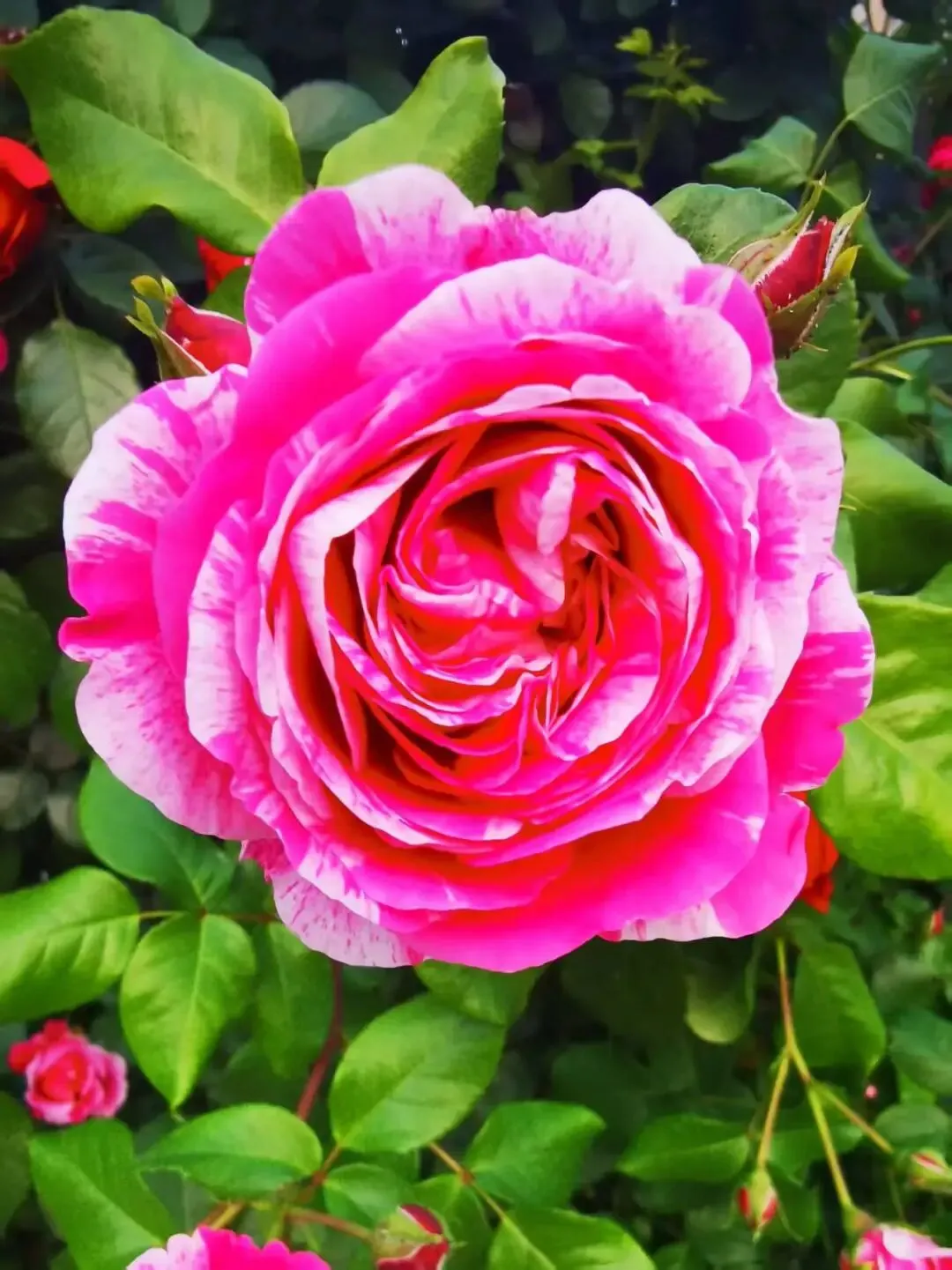 2028届高一下名校中考物理(总1246期) 第13张