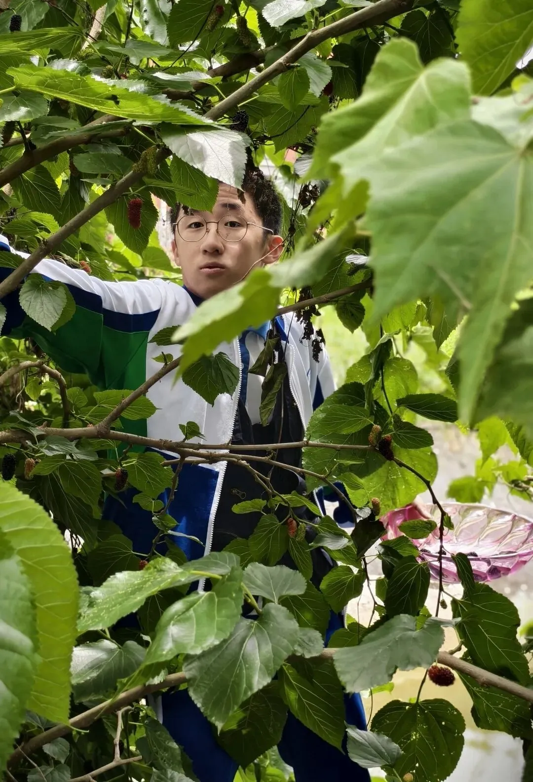 乐享农耕采摘 蓄力备战中考 ——广中学子开展桑葚采摘活动 第23张
