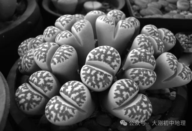 中考专训:七年级下册易错选择60题 第8张