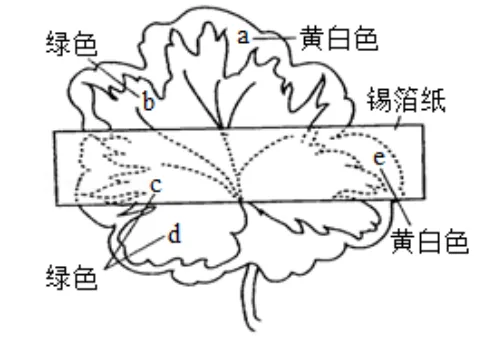 中考科学(浙江)二轮复习冲刺练(9)——绿色植物的新陈代谢 第1张