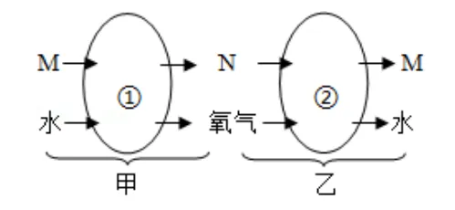 中考科学(浙江)二轮复习冲刺练(9)——绿色植物的新陈代谢 第2张