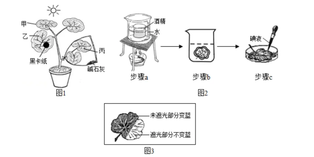 中考科学(浙江)二轮复习冲刺练(9)——绿色植物的新陈代谢 第3张