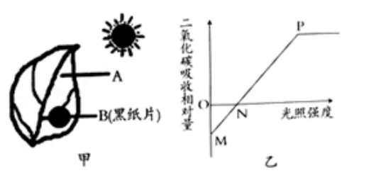 中考科学(浙江)二轮复习冲刺练(9)——绿色植物的新陈代谢 第6张