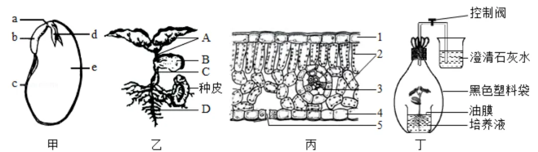 中考科学(浙江)二轮复习冲刺练(9)——绿色植物的新陈代谢 第7张