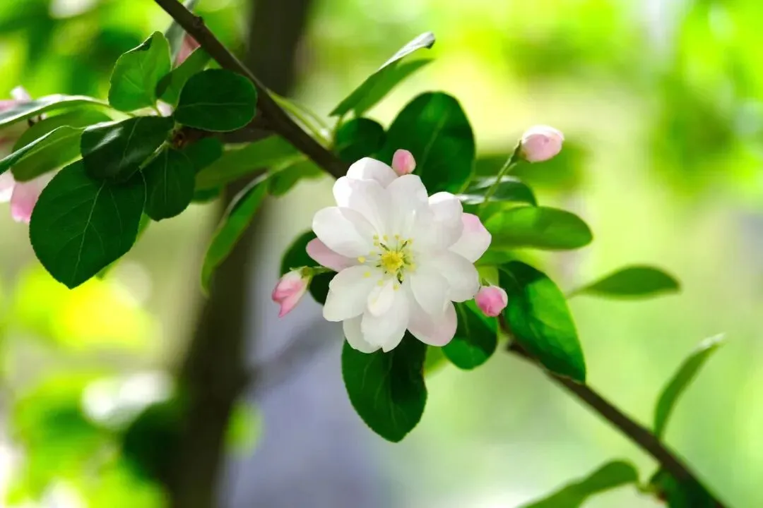【中考优秀作文】那时花开 第1张