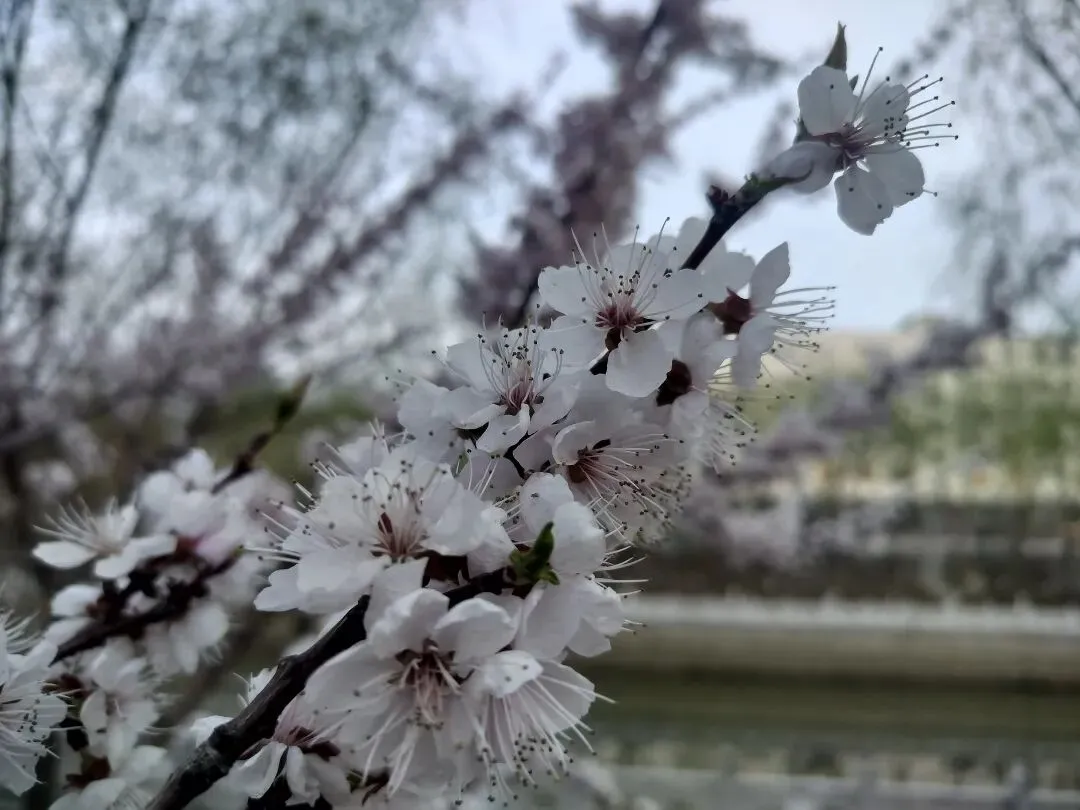 【中考优秀作文】那时花开 第3张