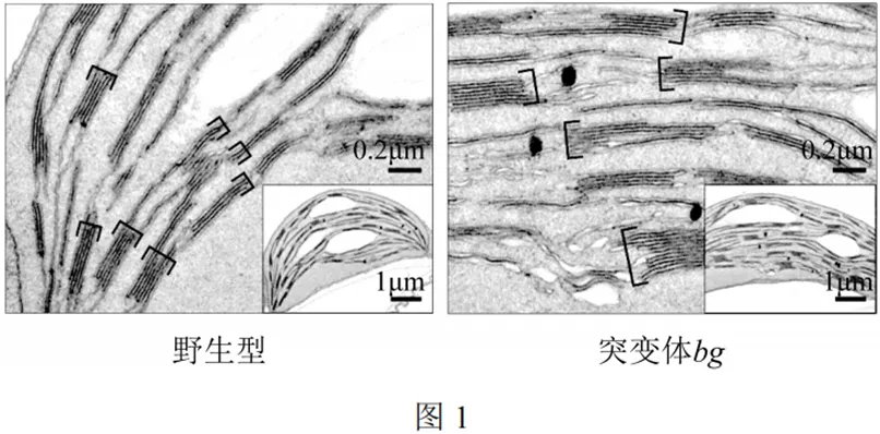 2025年北京高考生物试卷、答案和官方解析 第8张