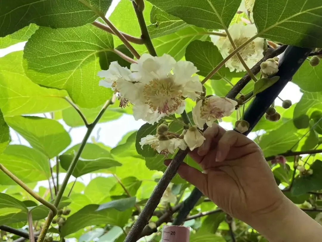 真题回顾:26年概率压轴?不如看历年高考真题概率题出现的位置及考点分析 第21张