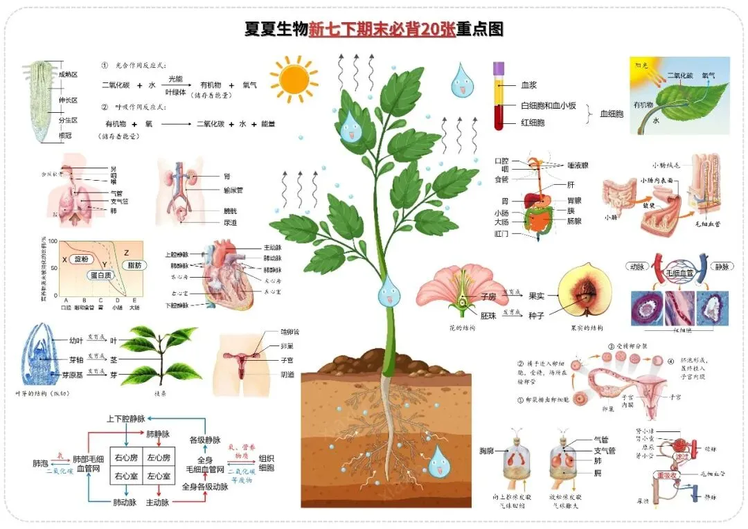 新七下生物期中押题卷|一套试卷带你搞定植物开花和结果的重难考点,五一冲刺高分秘籍! 第11张
