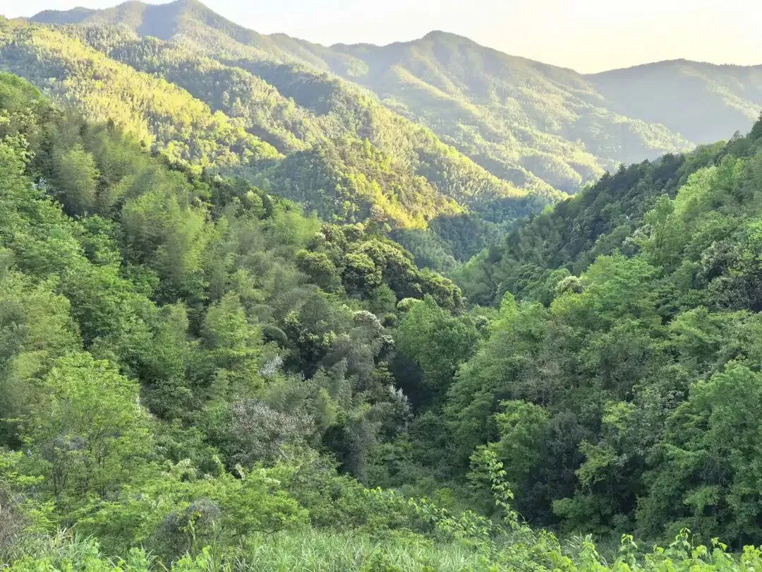 中考倒计时50天,我连夜从北京赶回,带儿子上了一趟长沙最高峰大围山 第5张