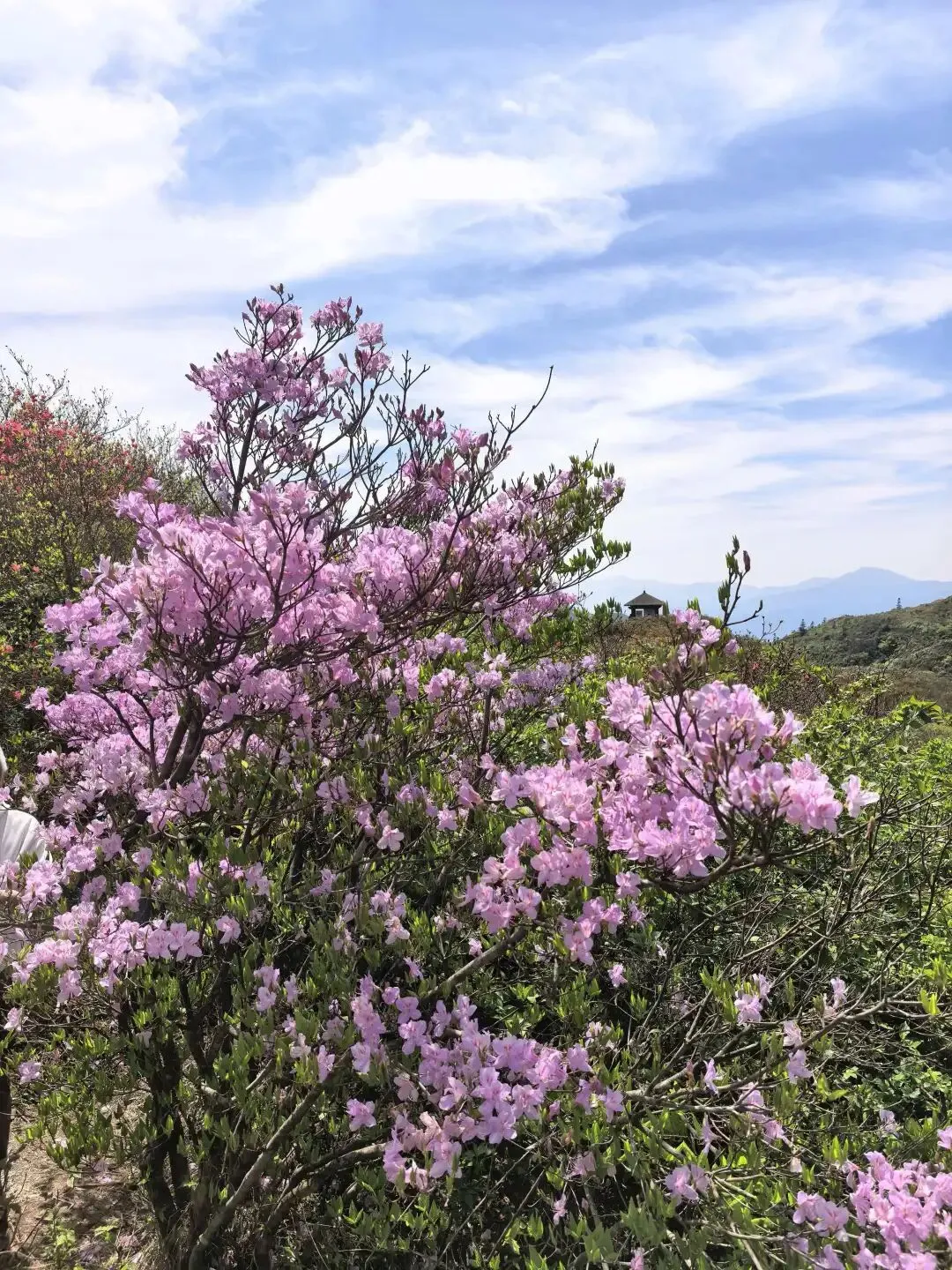 中考倒计时50天,我连夜从北京赶回,带儿子上了一趟长沙最高峰大围山 第7张