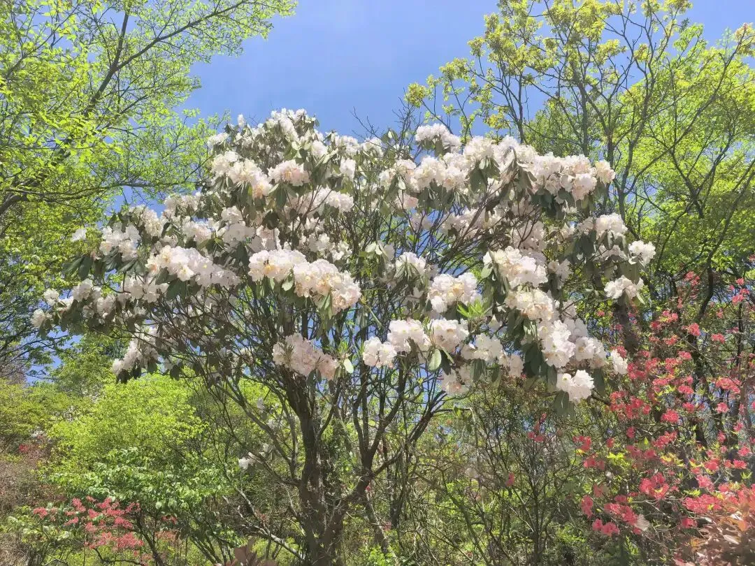 中考倒计时50天,我连夜从北京赶回,带儿子上了一趟长沙最高峰大围山 第10张