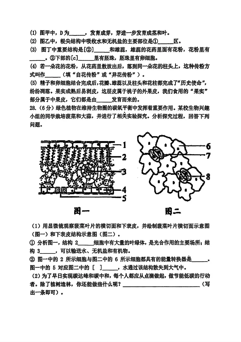 2026虹桥中学七年级下生物期中考试 试卷+答案 第7张