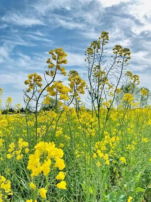 结合安徽省近几年中考说说作文升格实战方法 第1张
