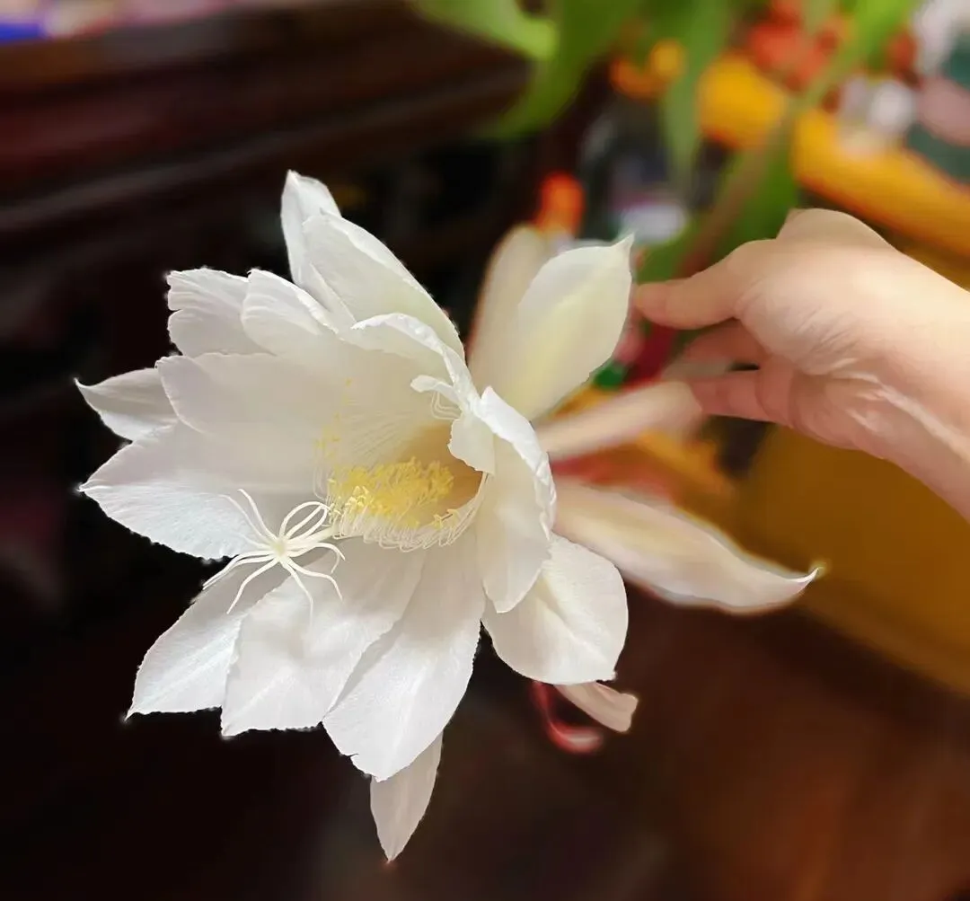 中考作文高分突破|2026嘉定区二模 与自己“和解”《那个星期天的释怀》 第2张