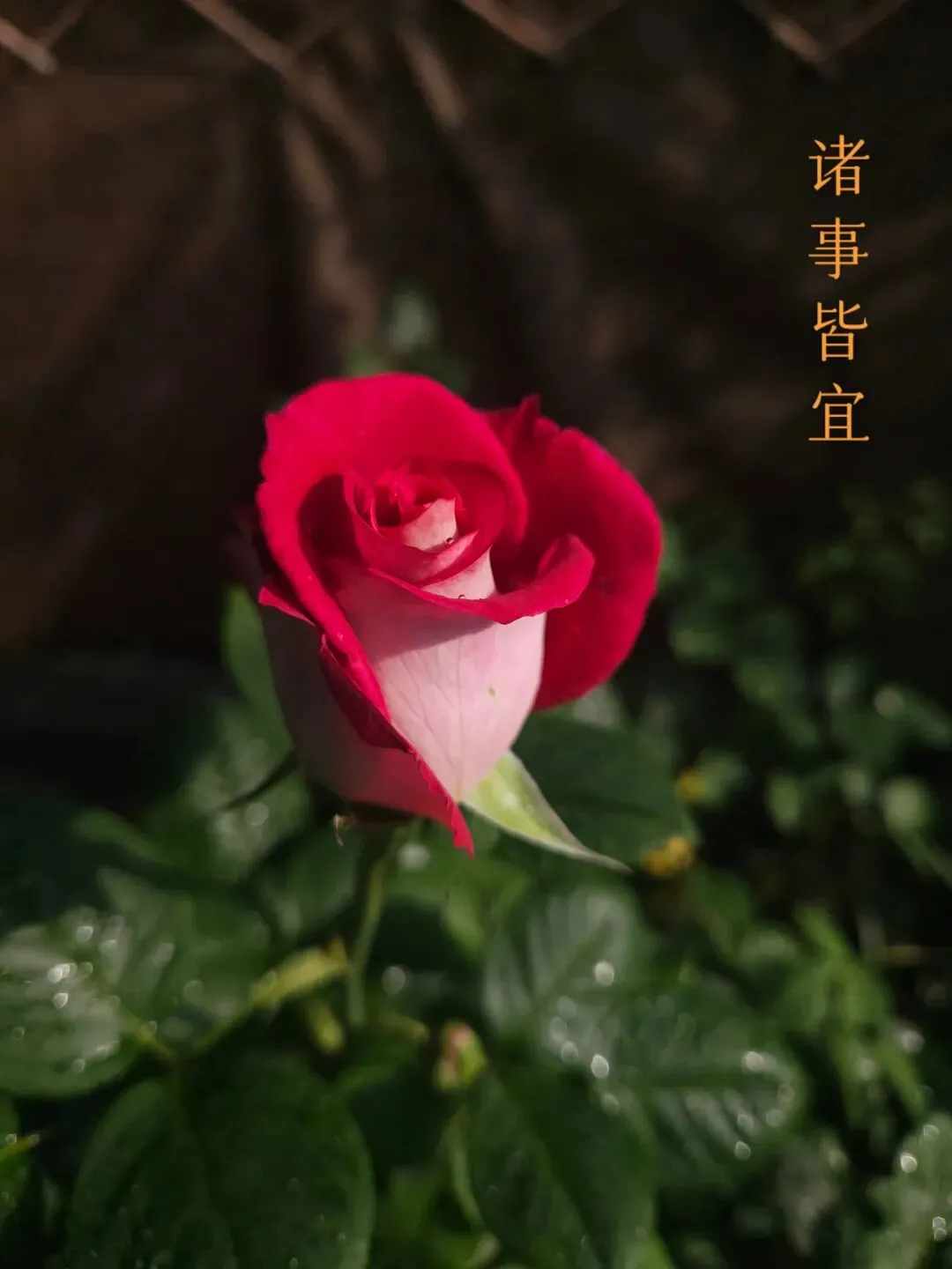历年中考二元关系作文归类整理与考场方法 第2张