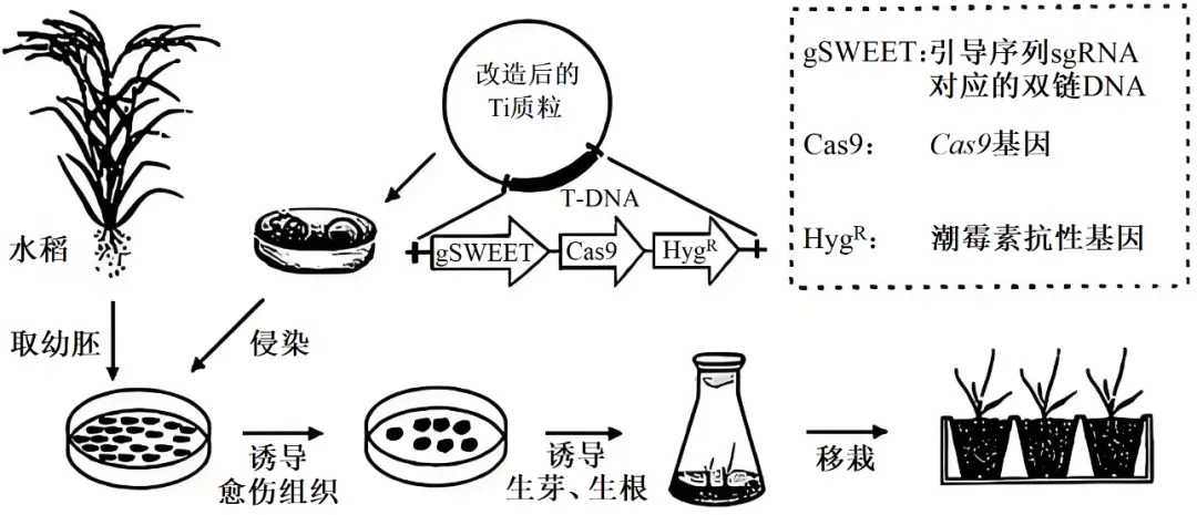 【高考真题】2025年甘肃卷生物试题 第9张