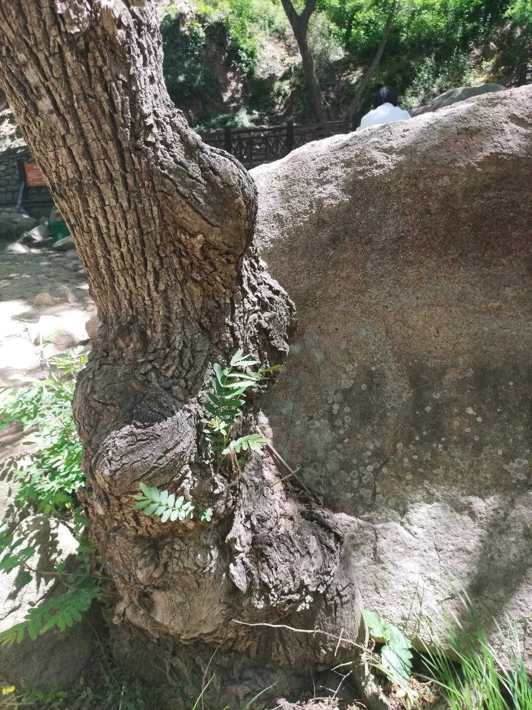 中考频道:五四青年节·游大珠山·触景寄语中考少年 第6张